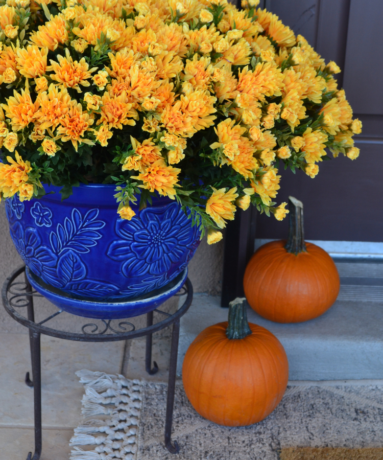 Close up image of a bright blue floral planter with vibrant yellow and orange faux mums. Beside the plant are two small orange pumpkins.